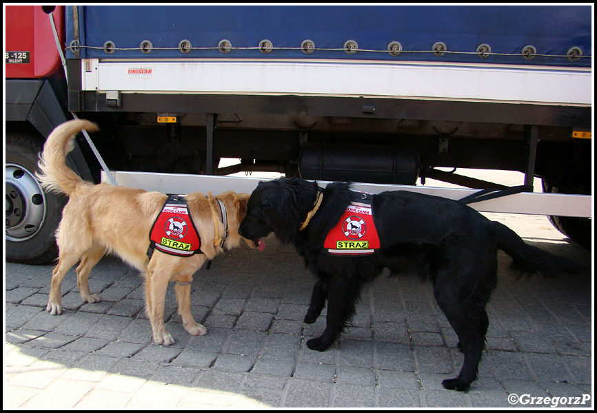 Psy poszukiwawcze MGPR - JRG 2 Nowy Sącz