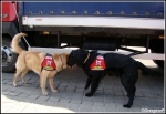 Psy poszukiwawcze MGPR - JRG 2 Nowy Sącz